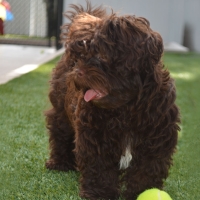 Artificial Grass Installation Cambrian Park, California Pet Paradise, Dog Kennels