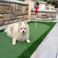 Outdoor Carpet Los Altos Hills, California Cat Playground, Backyard Landscaping