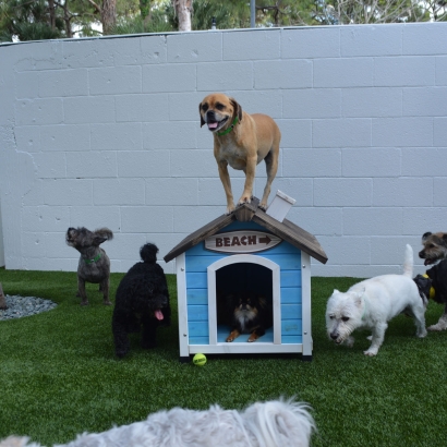 Artificial Grass Isleton, California Dog Hospital, Dogs Park