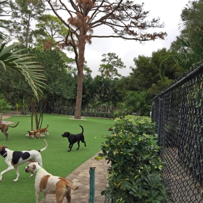 Grass Installation Lafayette, California Dog Park, Commercial Landscape