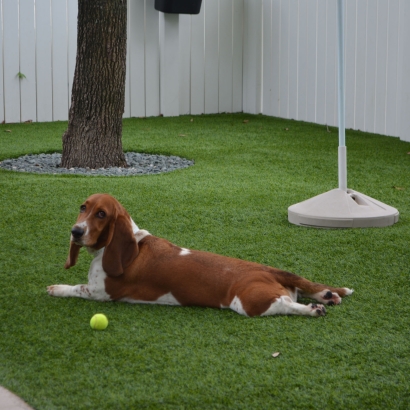 Grass Installation Zayante, California Dog Parks, Dogs Park