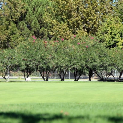 Grass Turf Nicasio, California Golf Green