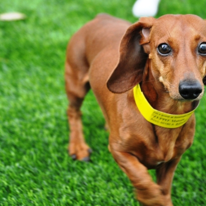 Synthetic Grass Bloomfield, California Dog Running, Dogs