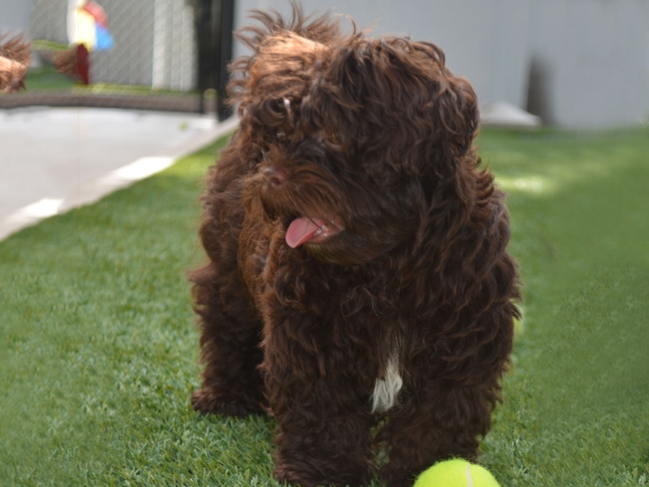 Artificial Grass Installation Cambrian Park, California Pet Paradise, Dog Kennels