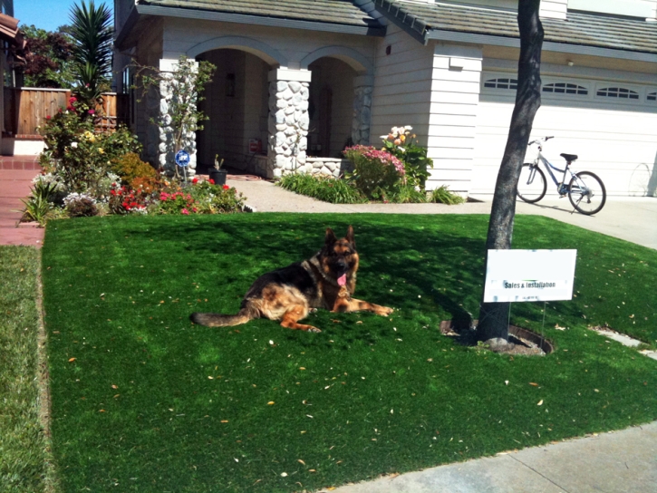 Artificial Grass Installation Moraga, California Lawn And Garden, Front Yard Ideas