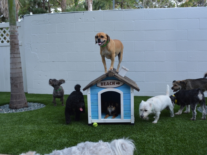 Artificial Grass Isleton, California Dog Hospital, Dogs Park