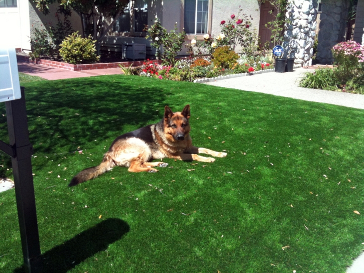 Grass Carpet Isleton, California Rooftop, Front Yard Ideas