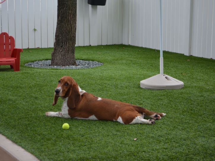 Grass Installation Zayante, California Dog Parks, Dogs Park