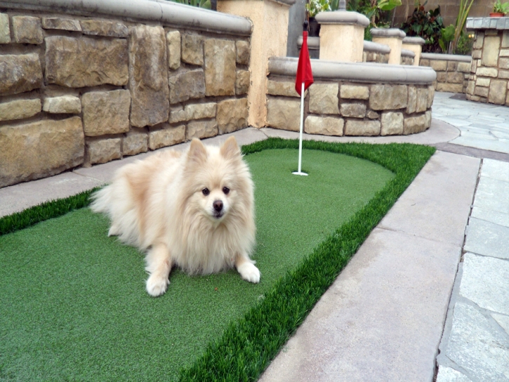 Outdoor Carpet Los Altos Hills, California Cat Playground, Backyard Landscaping