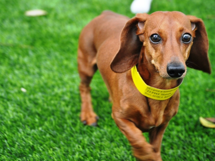 Synthetic Grass Bloomfield, California Dog Running, Dogs