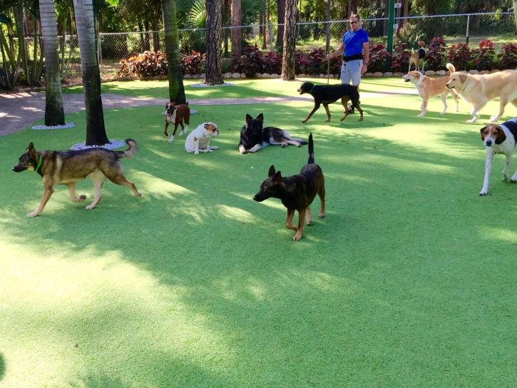 Synthetic Grass Felton, California Drainage, Dog Kennels