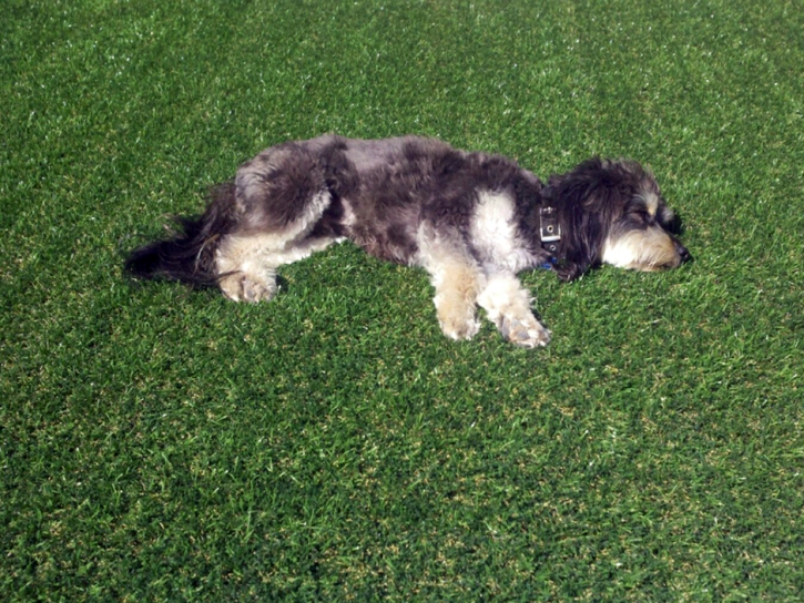 Synthetic Turf Supplier Alameda, California Dog Hospital, Dog Kennels